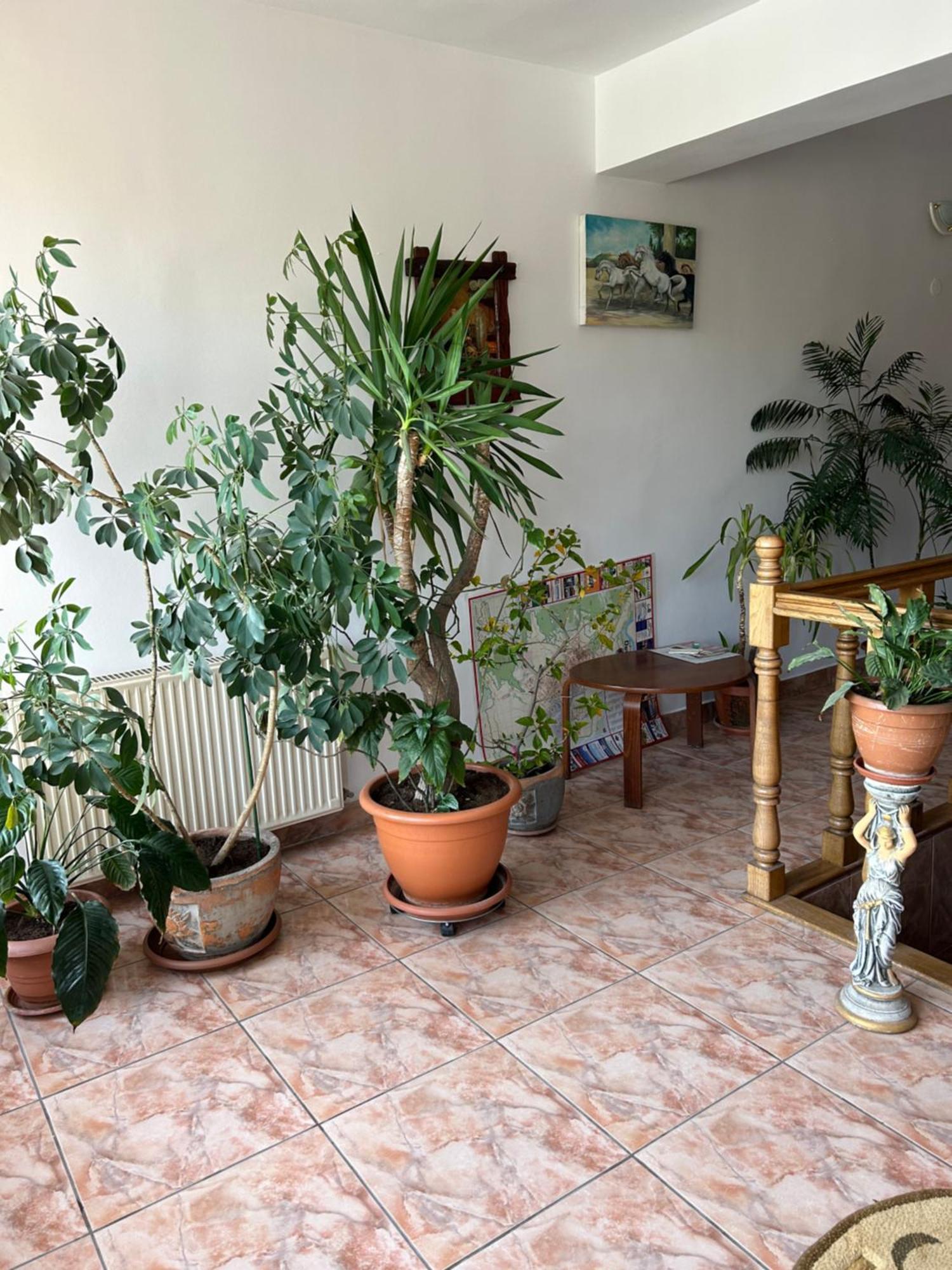 Pensiunea Floare De Colt Deva Exterior foto
